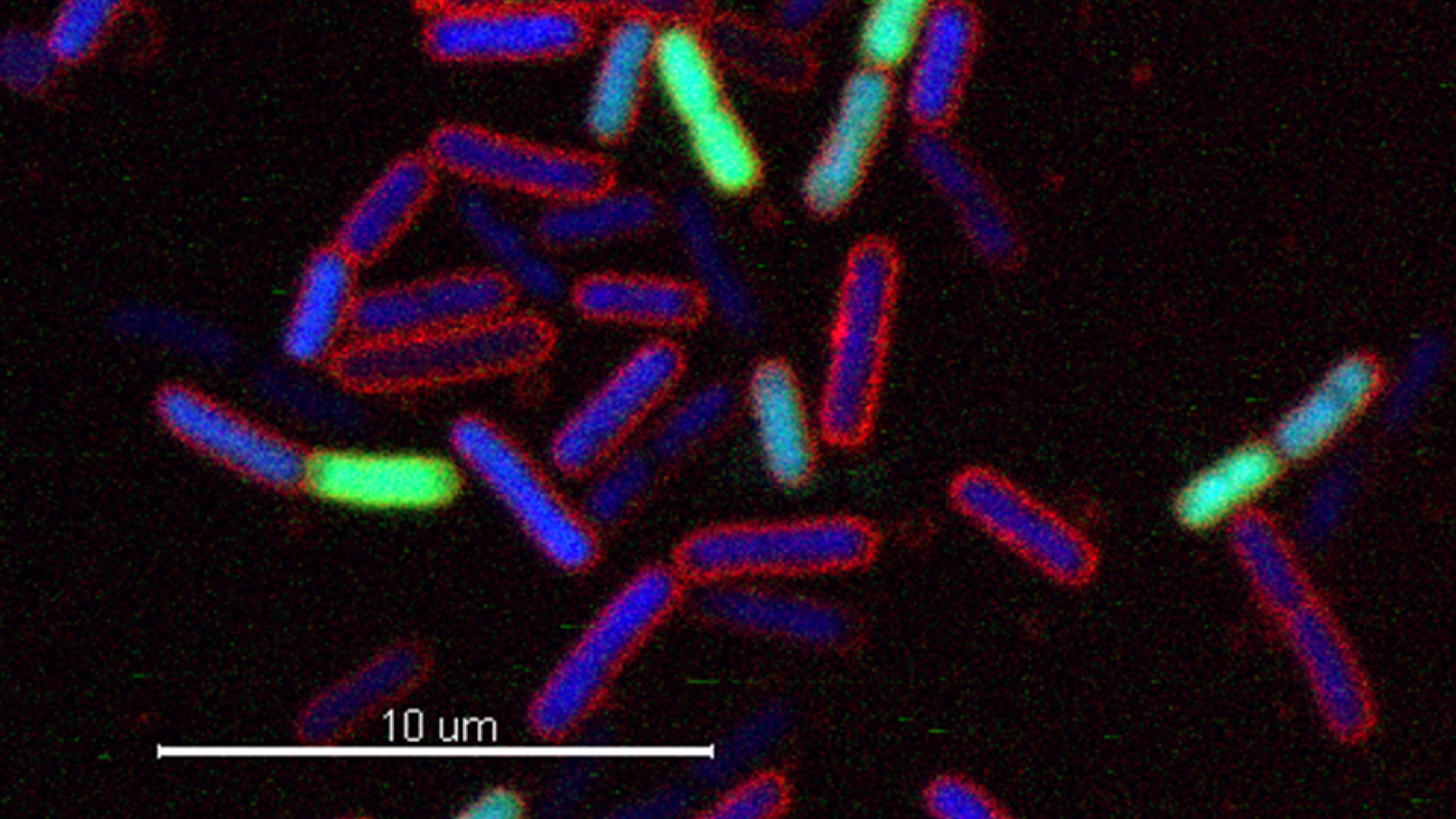 Picture Bacteria Strands
